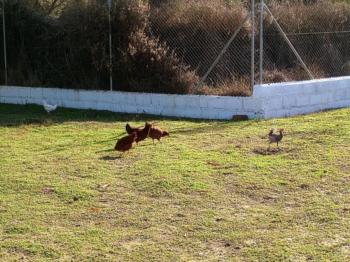Casa De Campo Los Manueles Ideal Perros Pet Friendly Gojar Zewnętrze zdjęcie